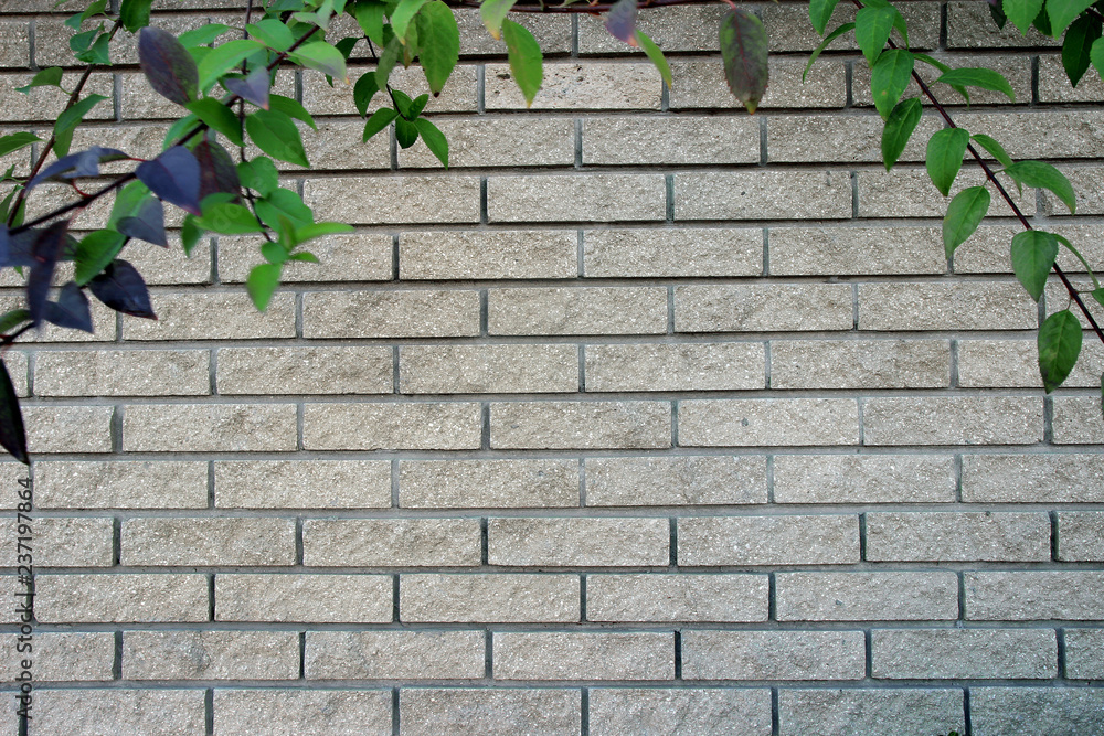 ivy on brick wall ivy on brick wall