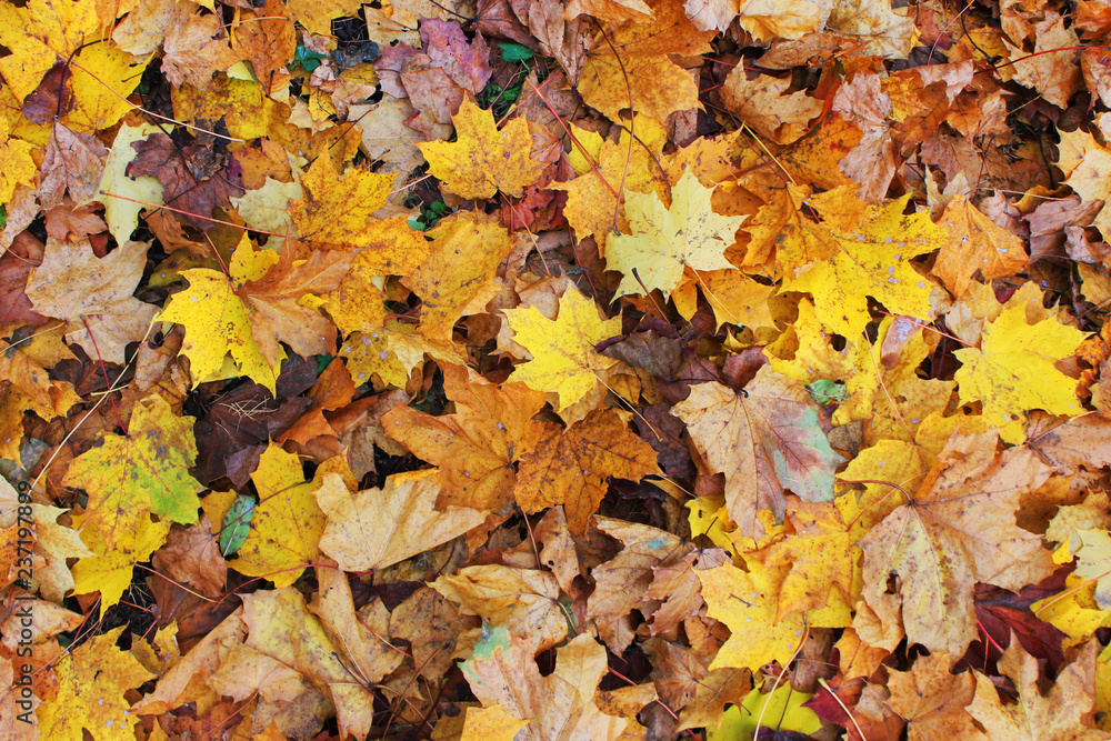 Autumn Background with Fallen Tree Leaves on Park Alley. Outdoor Forest Nature Scene of Fall Landscape with Vibrant Orange Fallen Autumn Maple Leaf Laying on the Ground, Autumnal Textured Backdrop