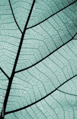 Close up on blue leaf texture (background)