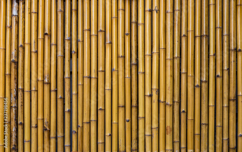 Tropical bamboo wall texture  background
