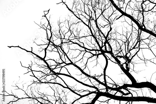 Bare tree branches on a pale white background