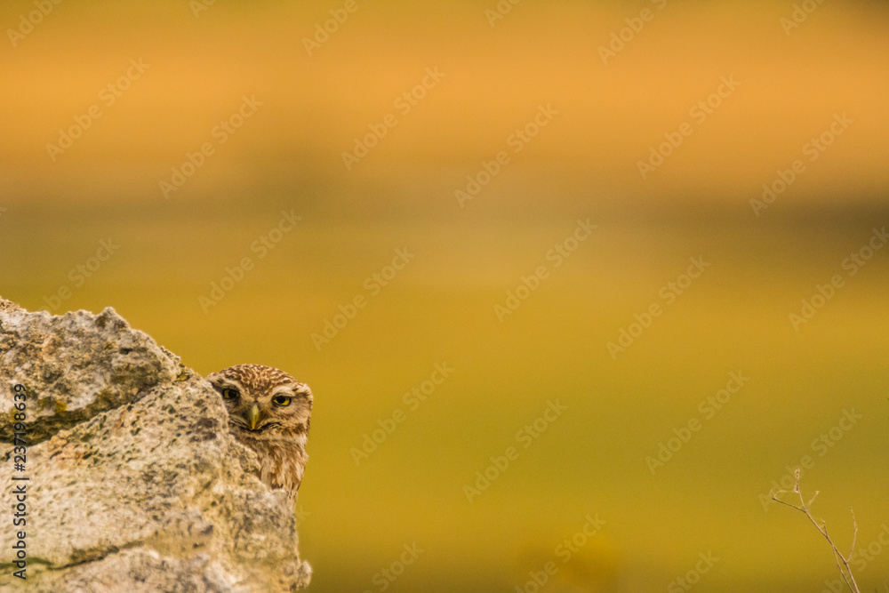 Little Owl in Montgai, Lleida, Spain Little Owl in Montgai, Lleida, Spain