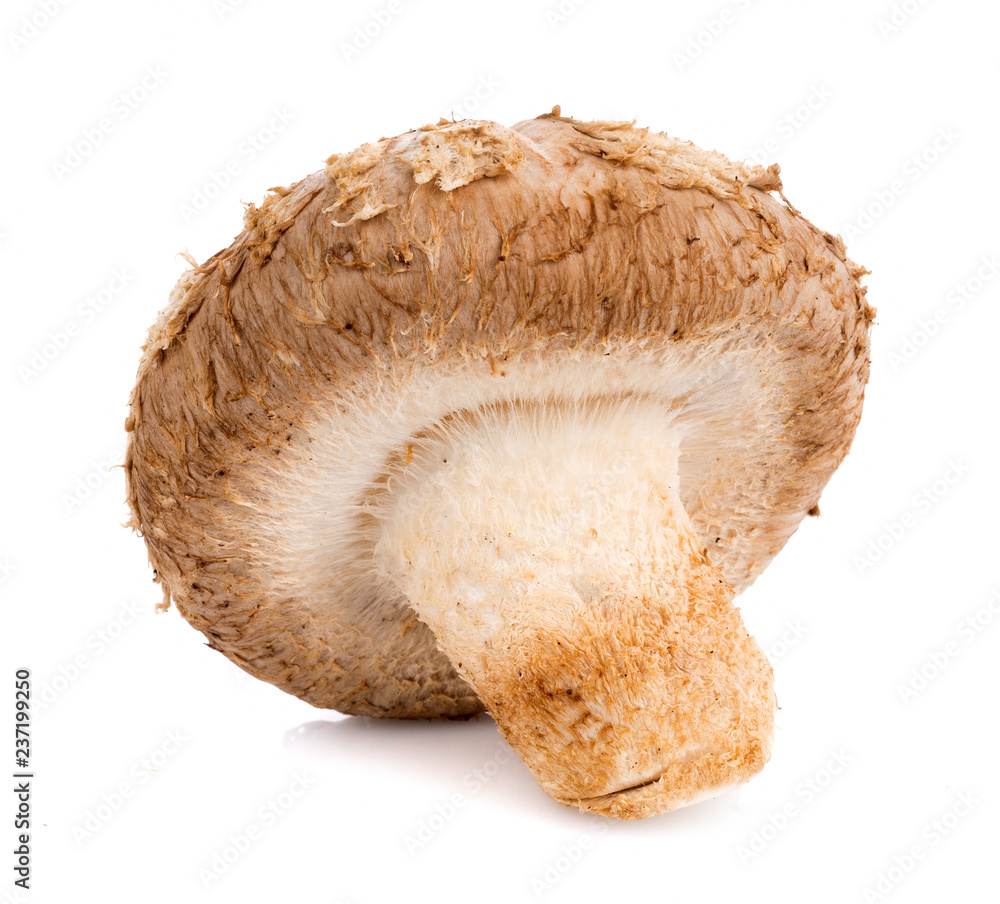 Fresh Shiitake mushroom isolated on white background Fresh Shiitake mushroom isolated on white background