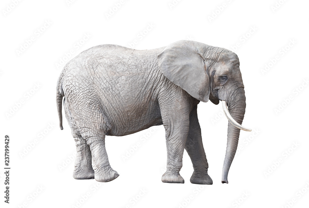 Fototapeta premium African elephant isolated on white background 