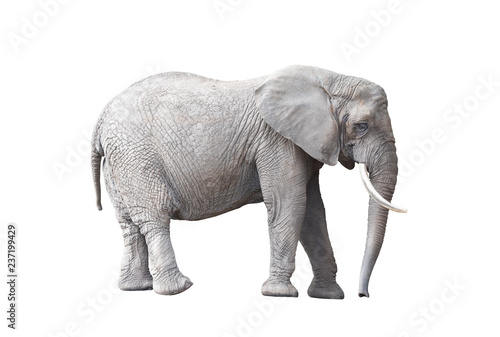 African elephant isolated on white background 