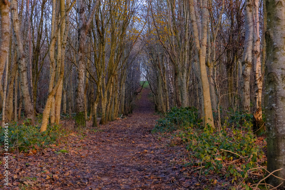 Fototapeta premium A Path Through Autumnal Trees in Scotland