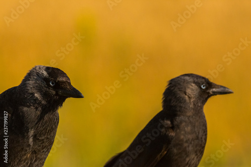 Raven in Montgai, Lleida, Spain photo