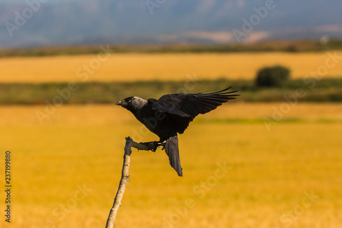 Raven in Montgai, Lleida, Spain photo