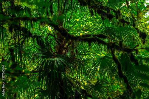 background - subtropical forest, yew-boxwood grove with mossy tree trunks