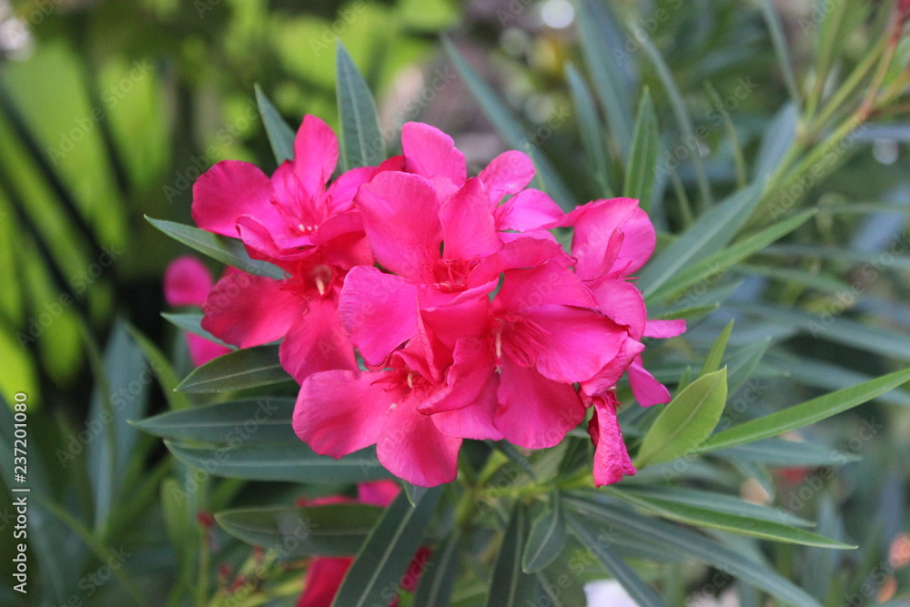 pink flower in the garden pink flower in the garden