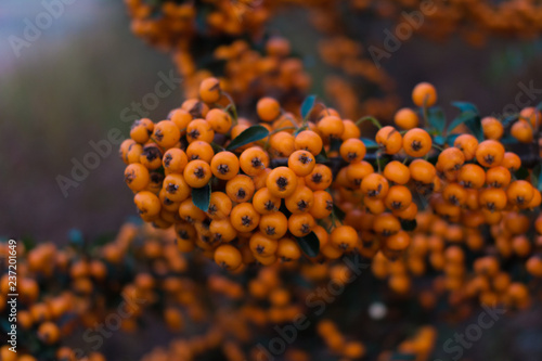 Orange pyracantha firethorn berries on a green bush tree branch with blurred bokeh background