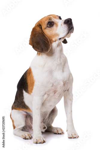 Adult beagle dog sitting isolated on white background and looking up