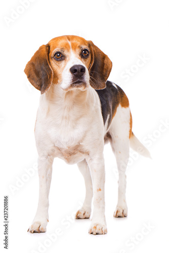 Adult beagle dog isolated on white background and looking to the kamera