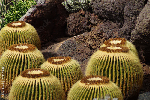 Kakteen im Jardín de Cactus - Guatiza - Lanzarote photo