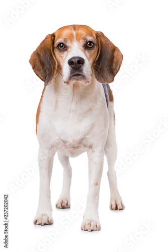 Adult beagle dog standing isolated on white background and looking to the camera