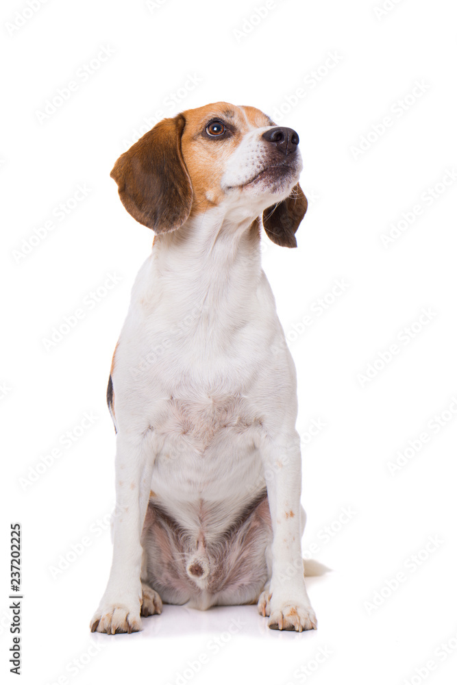 Adult beagle dog sitting isolated on white background