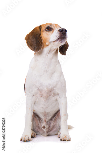Adult beagle dog sitting isolated on white background © DoraZett