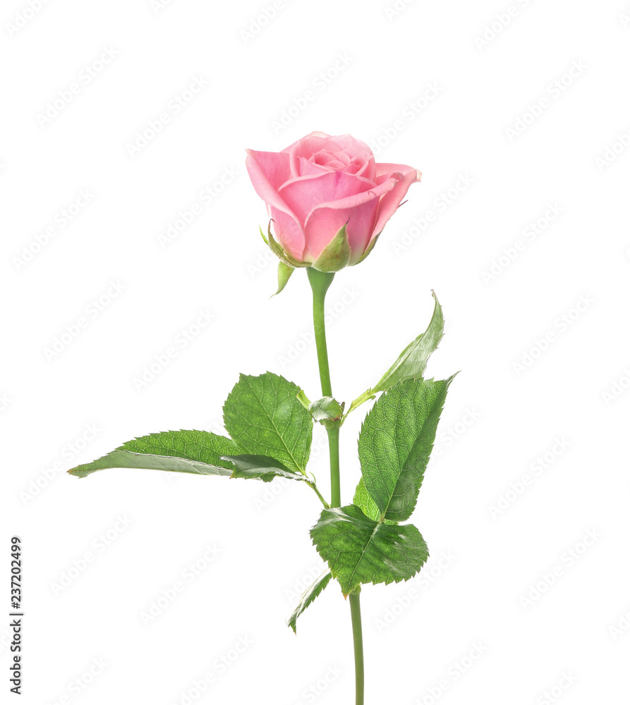 Beautiful pink rose on white background Beautiful pink rose on white background