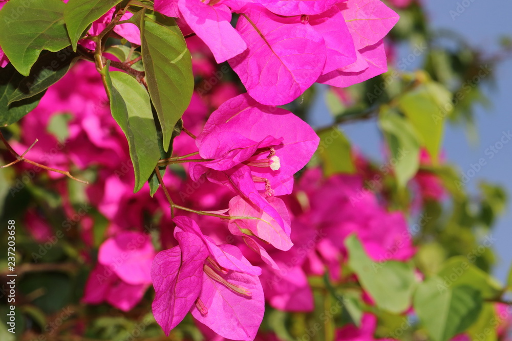 flower in Vietnam flower in Vietnam