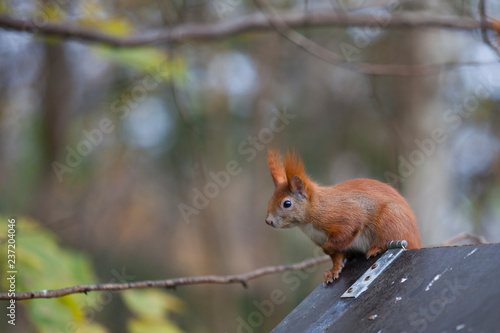 Red squirrel © stigaard
