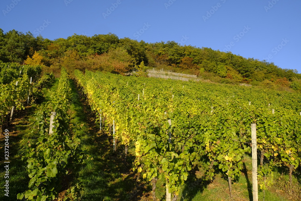 Fototapeta premium Weinberge und Mainaue im Abt-Degen-Weintal bei Ziegelanger, Landkreis Hassberge, Unterfranken, Franken, Bayern, Deutschland