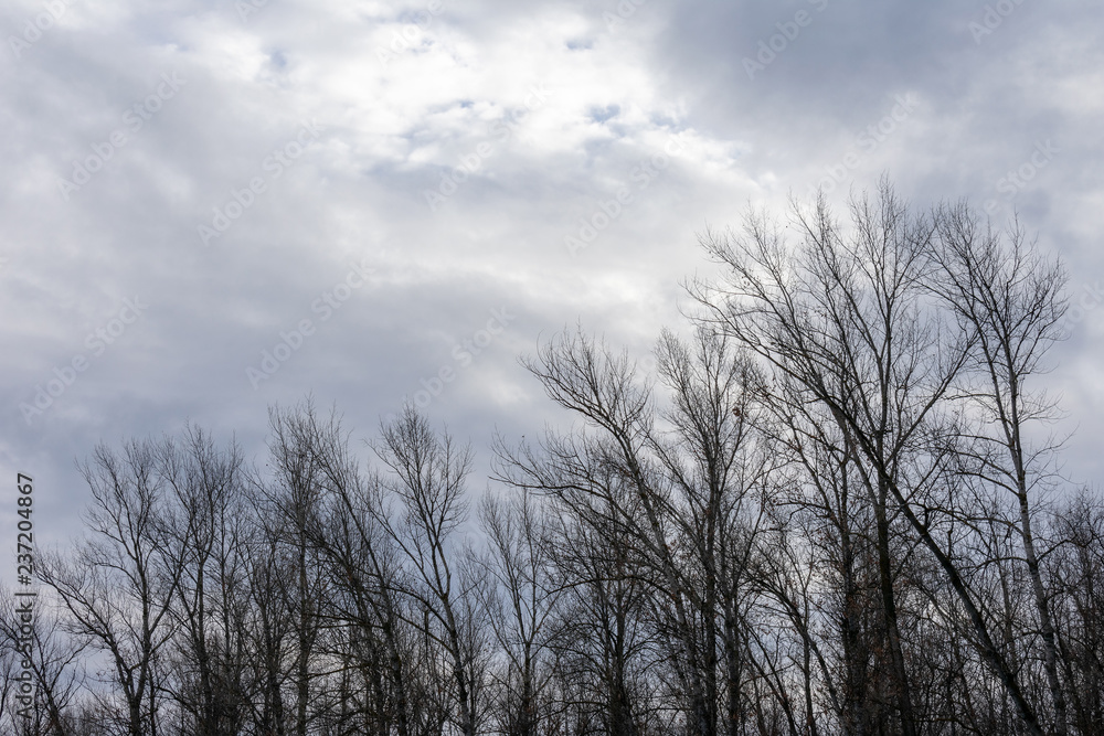 Silhouette of a tree against a sky. Silhouette of a tree against a sky.