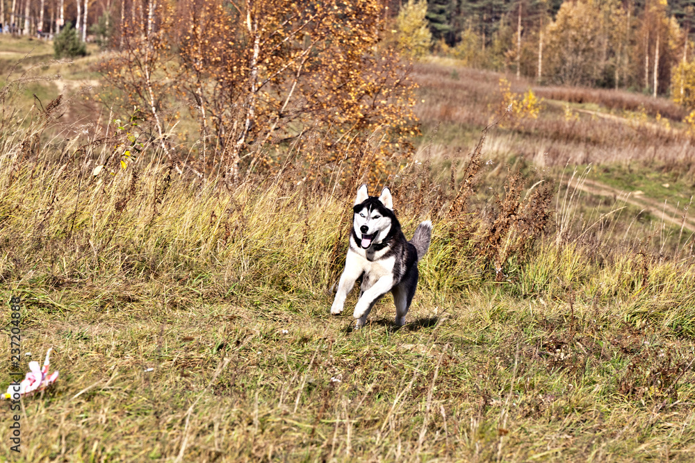 Dog breed Siberian husky  running on the field in autumn. Coursing