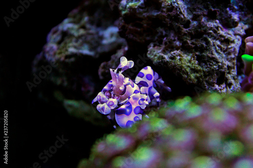 Harlequin Shrimp
(Hymenocera elegans)  photo