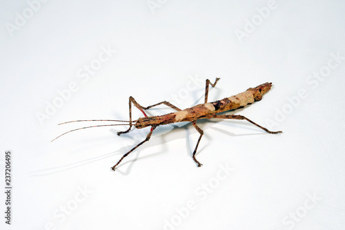 Guadeloupe-Stabschrecke / Zimtstabschrecke (Lamponius guerini) - Guadeloupe Stick Insect