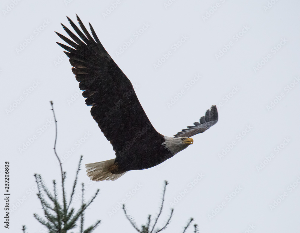 Naklejka premium Bald Eagle inFlight