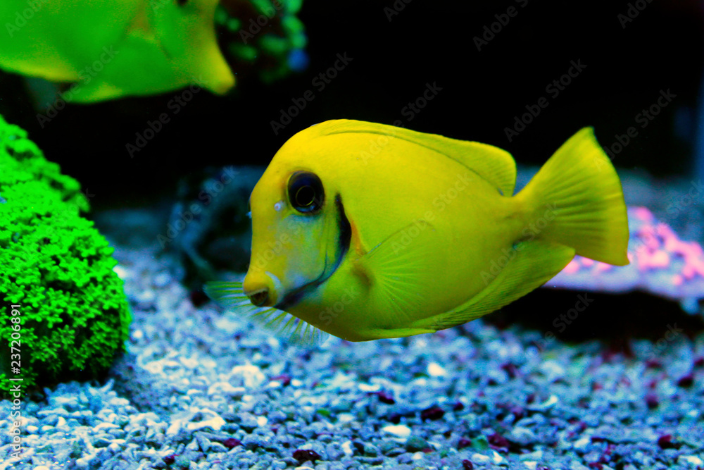 Mimic Lemon Peel Tang
(Acanthurus pyroferus) Mimic Lemon Peel Tang
(Acanthurus pyroferus)