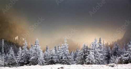 winter landscape with snowy fir trees in the mountains © Melinda Nagy