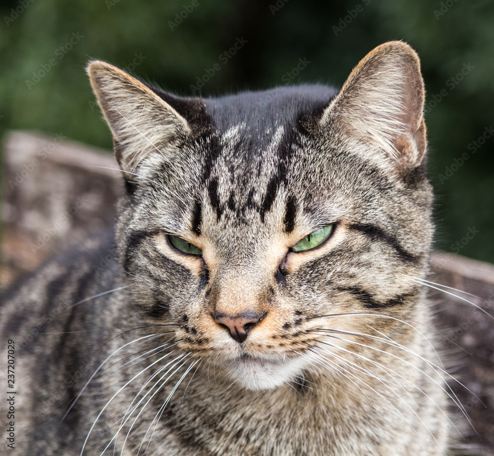 Closeup portrait of a short haired cat with natural, bright green eyes, with a fierce look. Cat is staring at something intently. Concepts of feral, hunter, tough