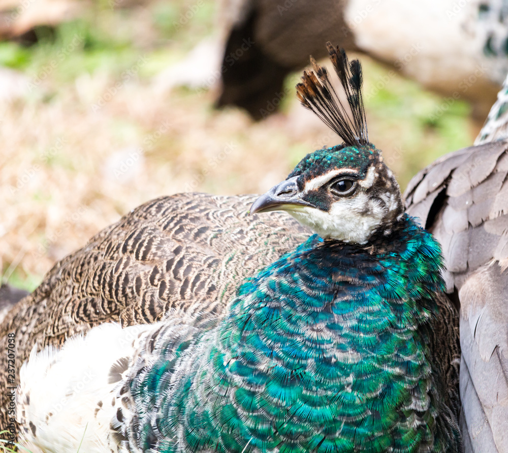 Colorful female Indian peafowl, close up in profile. Peahen or female peacock with blue green feathers and plumage, great detail on face. Colorful female Indian peafowl, close up in profile. Peahen or female peacock with blue green feathers and plumage, great detail on face.