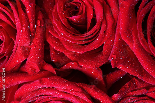 Beautiful red roses  closeup