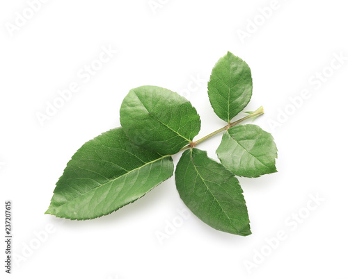 Green leaves of rose on white background