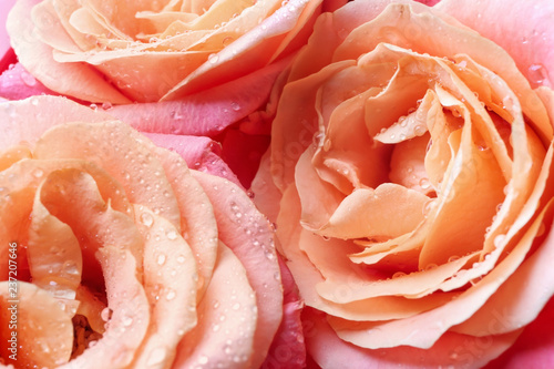 Delicate peach and pink ros...