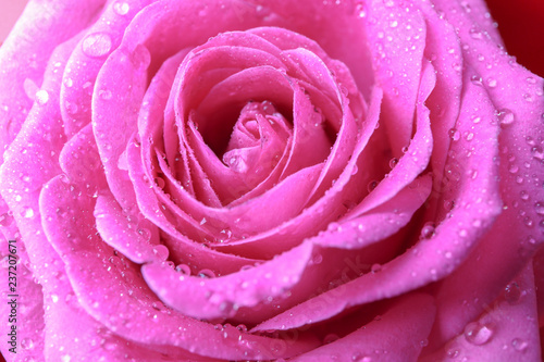 Beautiful pink rose  closeup