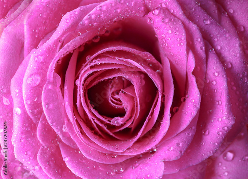 Beautiful pink rose, closeup