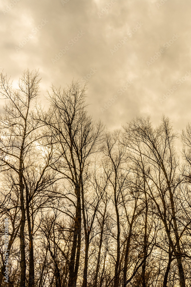 Silhouette of a tree against a sky.