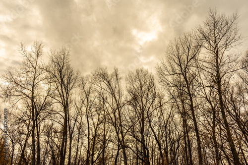 Silhouette of a tree against a sky.