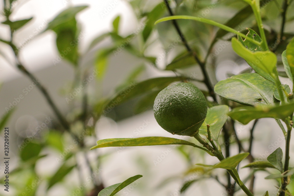 Green Kumquats at garden Green Kumquats at garden