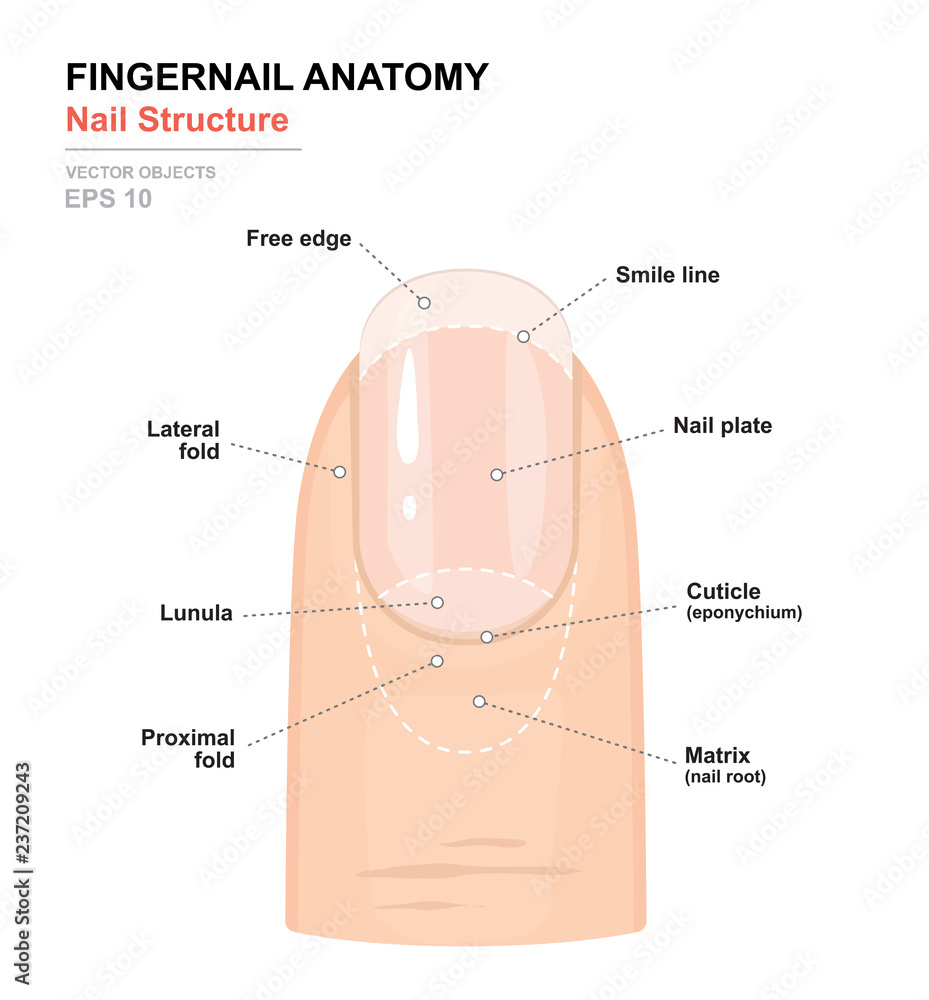 Illustration about Anatomical training poster. Fingernail Anatomy.  Cross-section of the finger. Structure of human nail, vector.… | Nail  courses, Fingernails, Nails