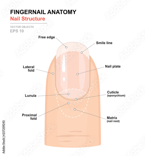 Fototapeta Fingernail Anatomy