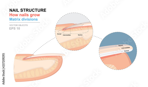 Science of human body. Anatomical training poster. Fingernail Anatomy. Structure of human nail. How nails grow. Matrix divisions. Cross-section of the finger. Detailed medical vector illustration