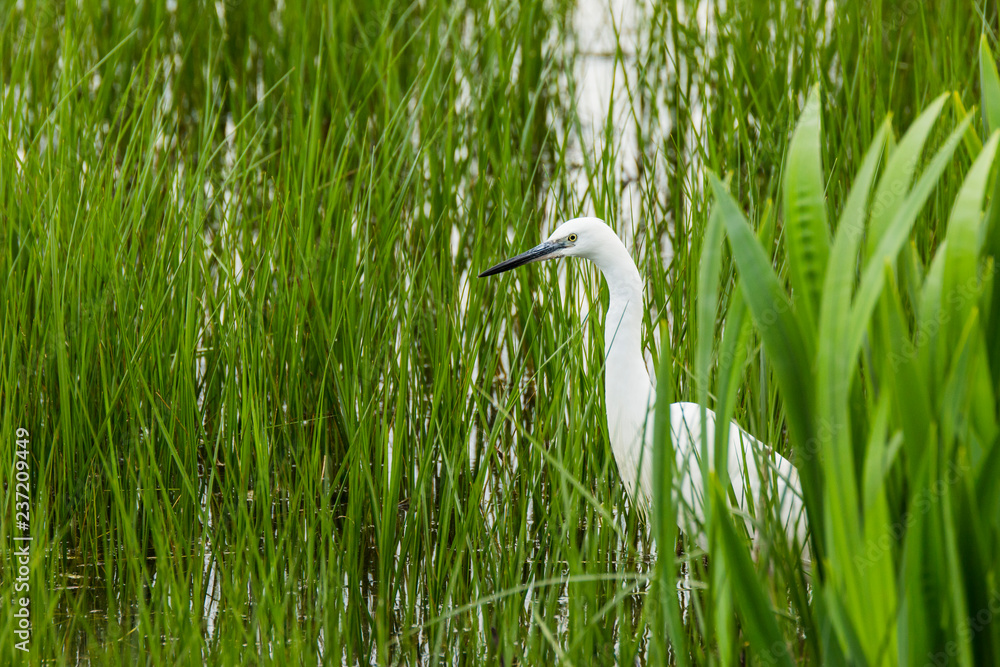 Little egret in Aiguamolls de l'Empordà Nature Reserve, Girona, Spain Little egret in Aiguamolls de l'Empordà Nature Reserve, Girona, Spain