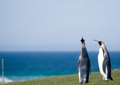 King Pinguins in Falkland Islands