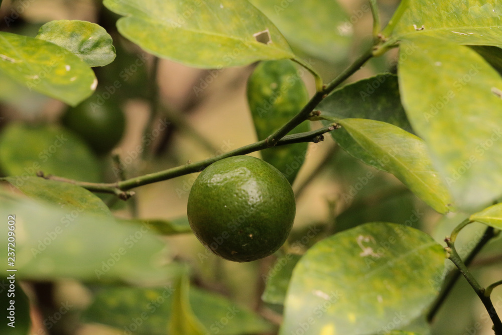 Green Kumquats at garden Green Kumquats at garden