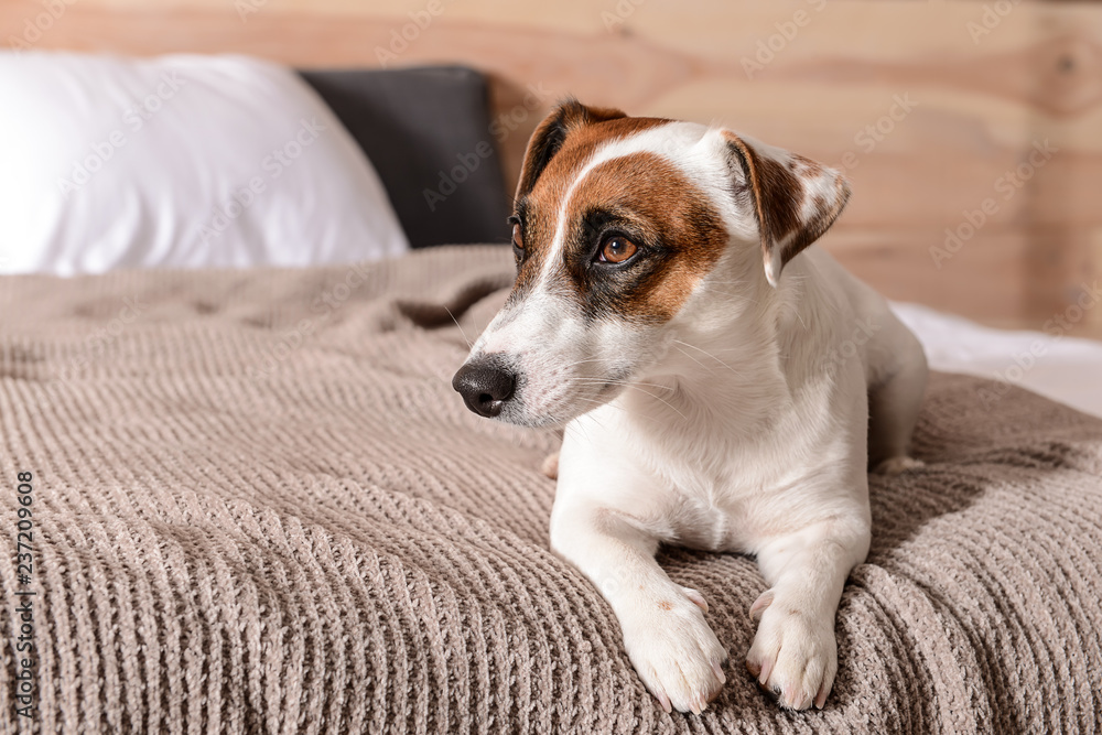 Cute Jack Russell terrier on bed at home Cute Jack Russell terrier on bed at home