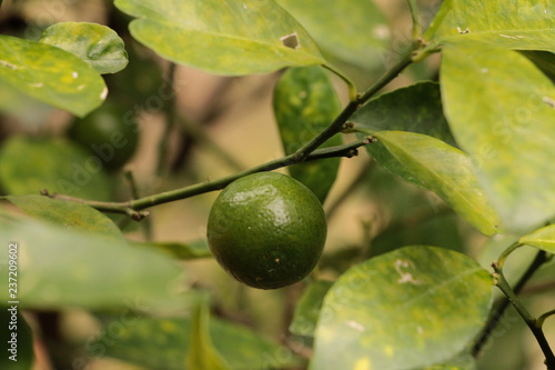 Green Kumquats at garden